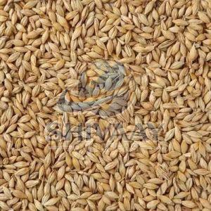 Natural Feed Barley