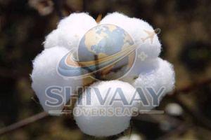 Natural Raw Cotton