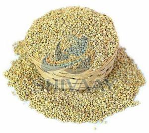 Pearl Millet Bajra