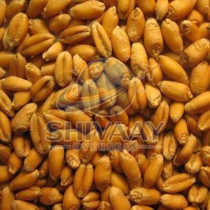 Premium Quality Wheat
