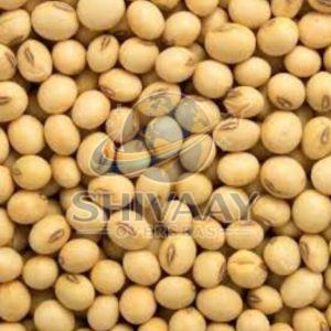 Raw Soybean Seeds