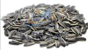 Sunflower Oil Seeds
