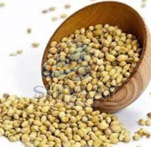 Whole Coriander Seeds