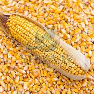 Yellow Maize Corn
