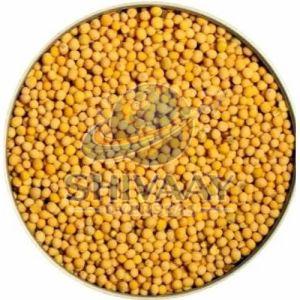 Yellow Mustard Seeds