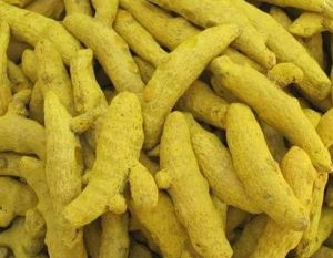 Curcuma Longa Turmeric Finger