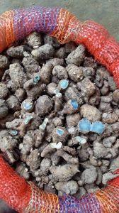 Black Turmeric Roots Finger