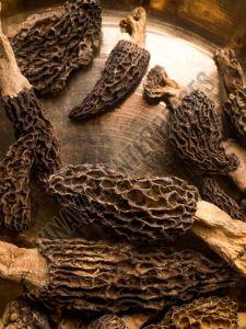 Organic Gucchi Mushroom