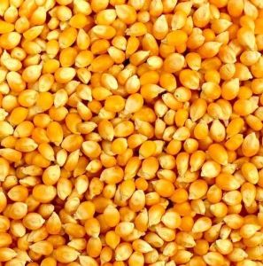Dry Yellow Maize