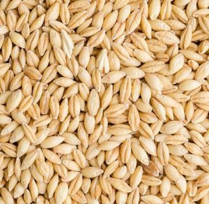 Natural Grain Barley