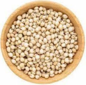 Organic Grain Sorghum