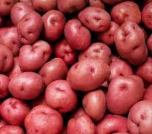 A Grade Red Potato