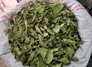 Natural Curry Leaves