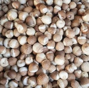 Whole Betel Nut