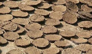Cow Dung Cakes