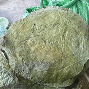 Sal Leaf Round Plate
