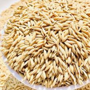 Hybrid Paddy Seeds
