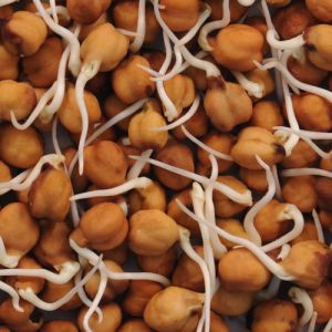 Dehydrated Chana Sprouts