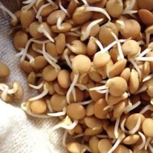 Dehydrated Masoor Sprouts