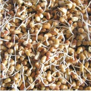 Dehydrated Methi Sprouts