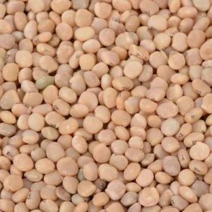Guar Gum Seed
