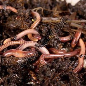 Earthworm Fertilizer