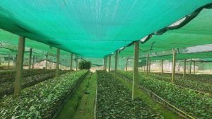 HDPE Green Shade Net for Farming