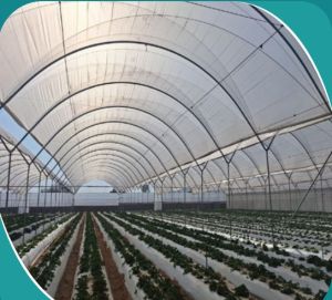 Prefab Low Cost Poly Tunnel House