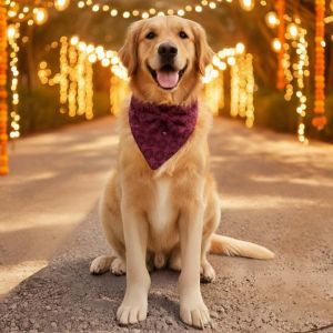 Crimson Charm Chikankari Dog Bandana
