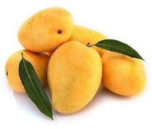 A Grade Fresh Alphonso Mango