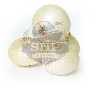 A Grade Fresh White Onion