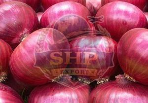Fresh Big Red Onion