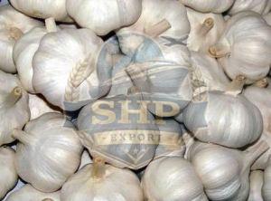 Natural Fresh Garlic