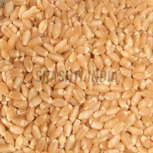 High Yield Wheat Seeds