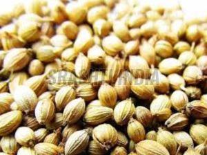Natural Coriander Seeds