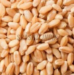 Natural Wheat Seeds