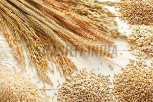 Organic Wheat Seeds