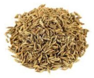 Singapore 99 Cumin Seed