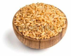 Premium Wheat Seeds