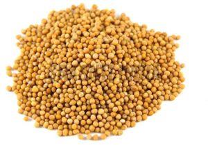 Yellow Mustard Seeds