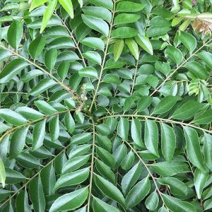 A Grade Curry Leave