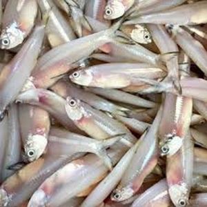 Fresh Anchovy Fish