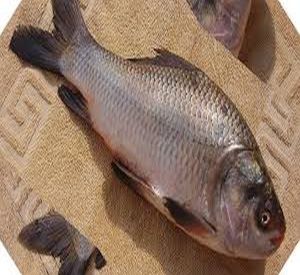 Fresh Catla Fish