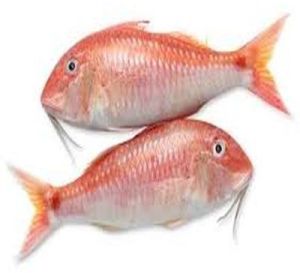 Fresh Goat Fish