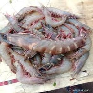 Fresh Prawn Fish