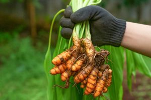 Fresh Organic Turmeric Roots