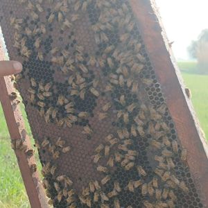Bee Honey