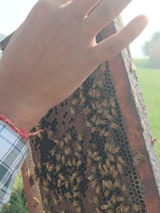 Bee Honey