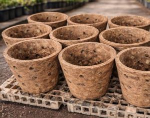 Cow Dung Pots