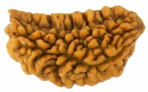 1 Mukhi Rudraksha